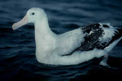 Albatros im Wasser.
