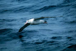 Albatros im Flug.