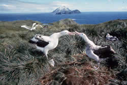 Albatros Brutpaar auf South Georgia